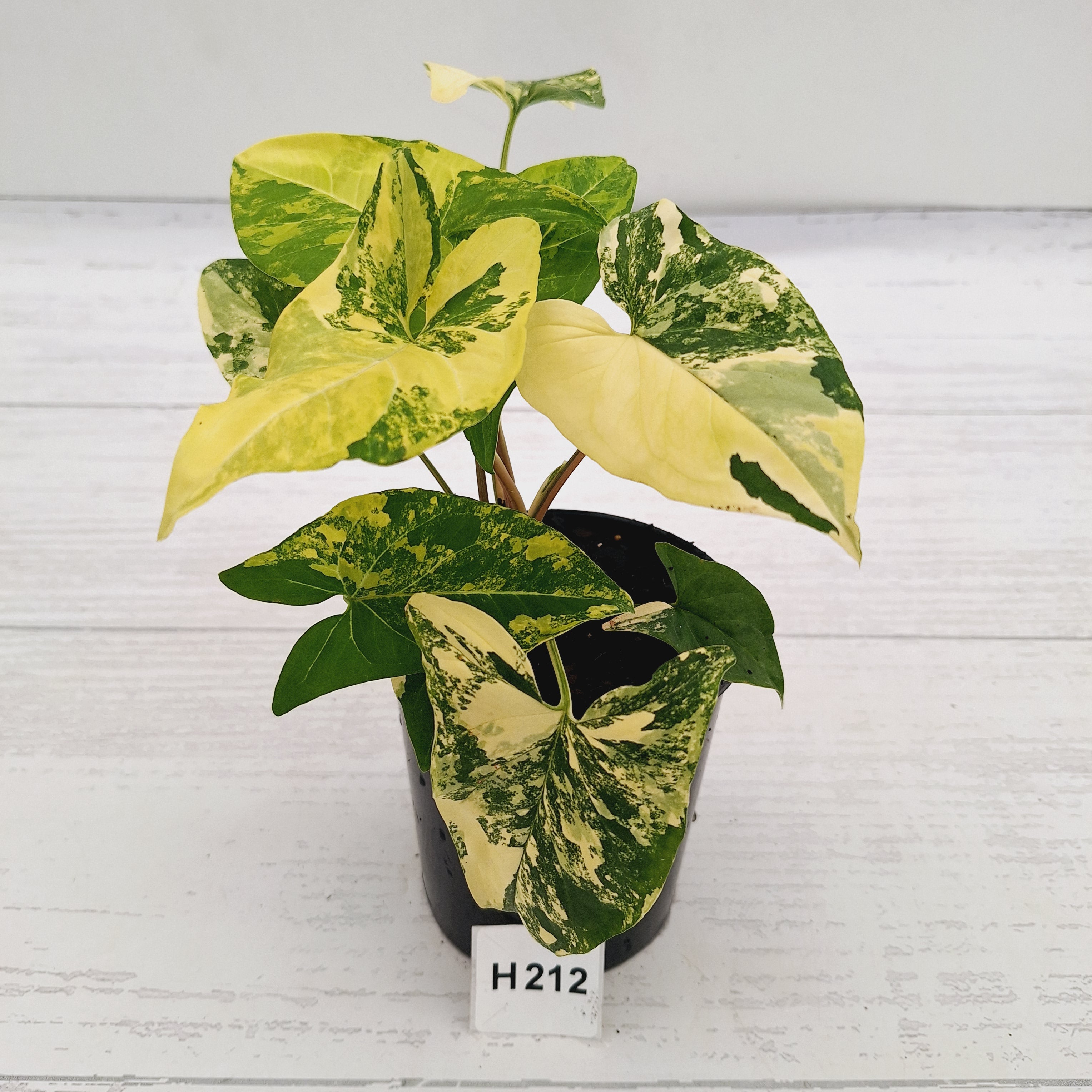 Syngonium podophyllum Gold