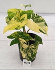 Syngonium podophyllum Gold