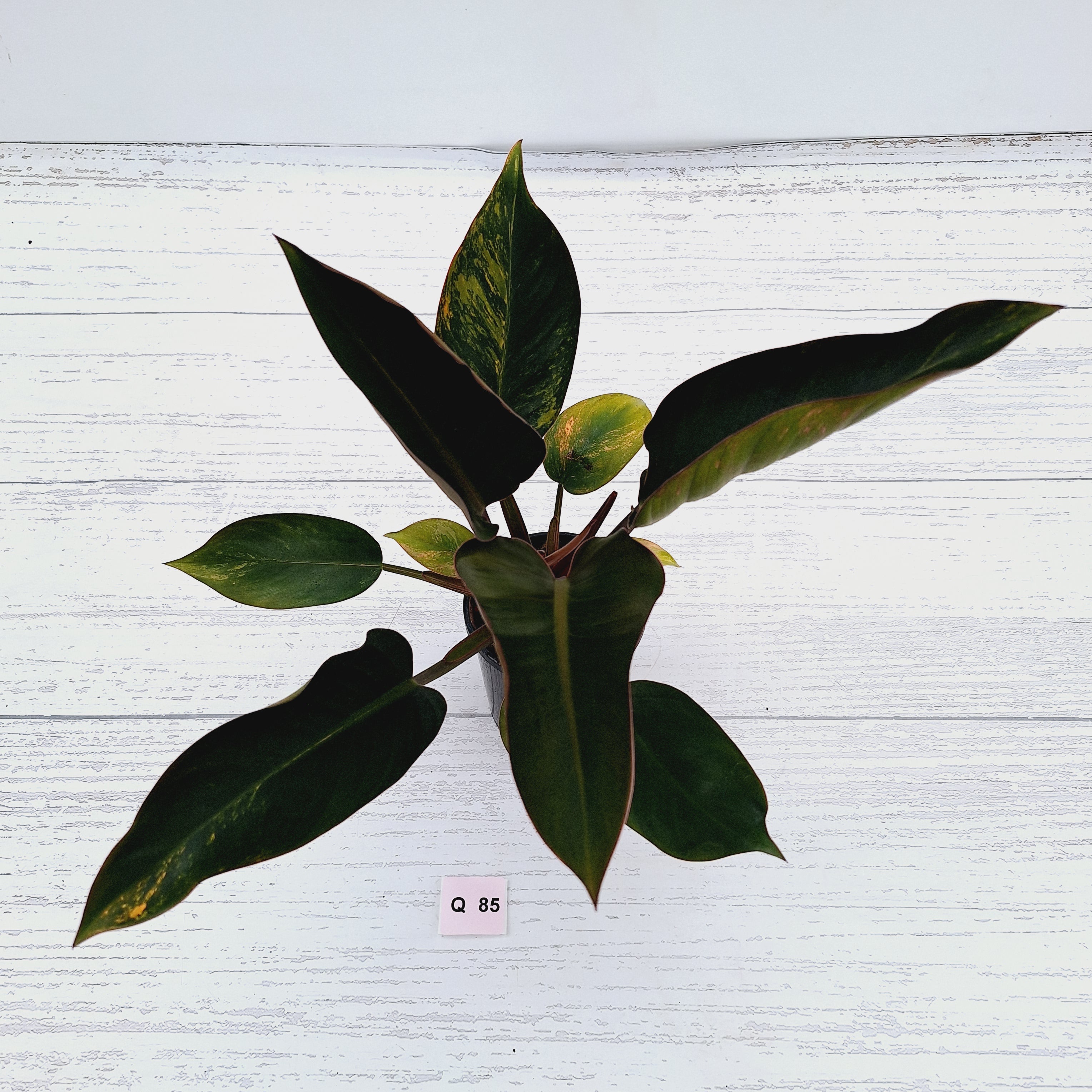 Philodendron &#39;Rojo Congo Variegated&#39;