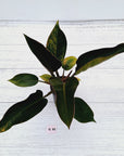 Philodendron 'Rojo Congo Variegated'