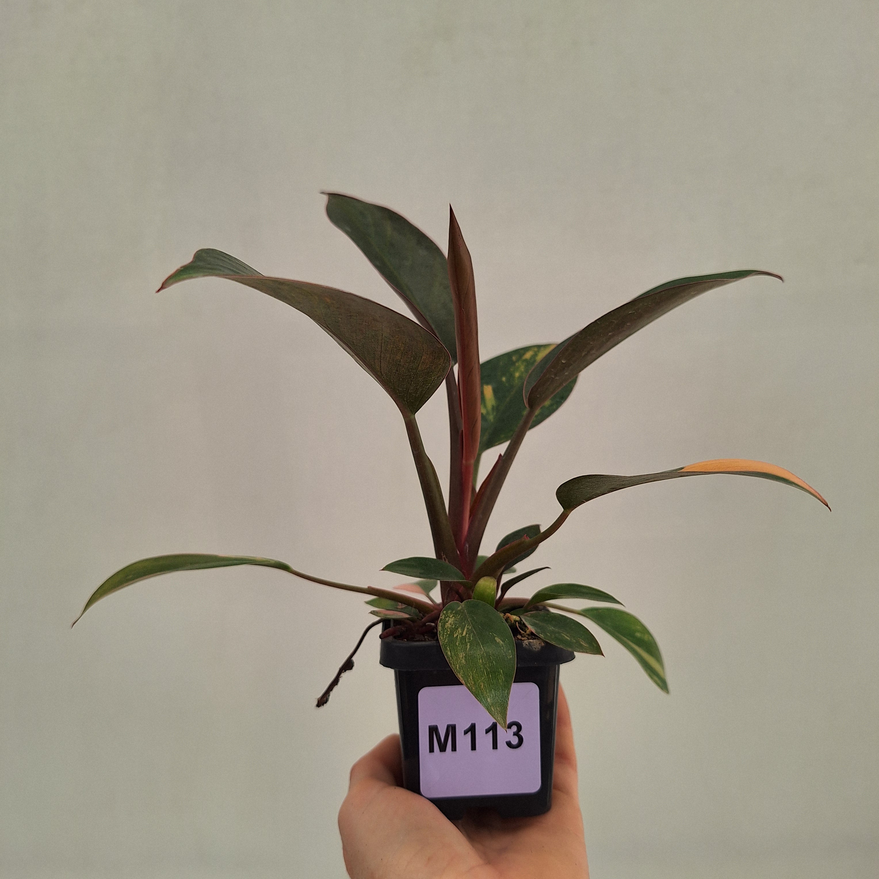 Philodendron 'Rojo Congo Variegated' 70mm