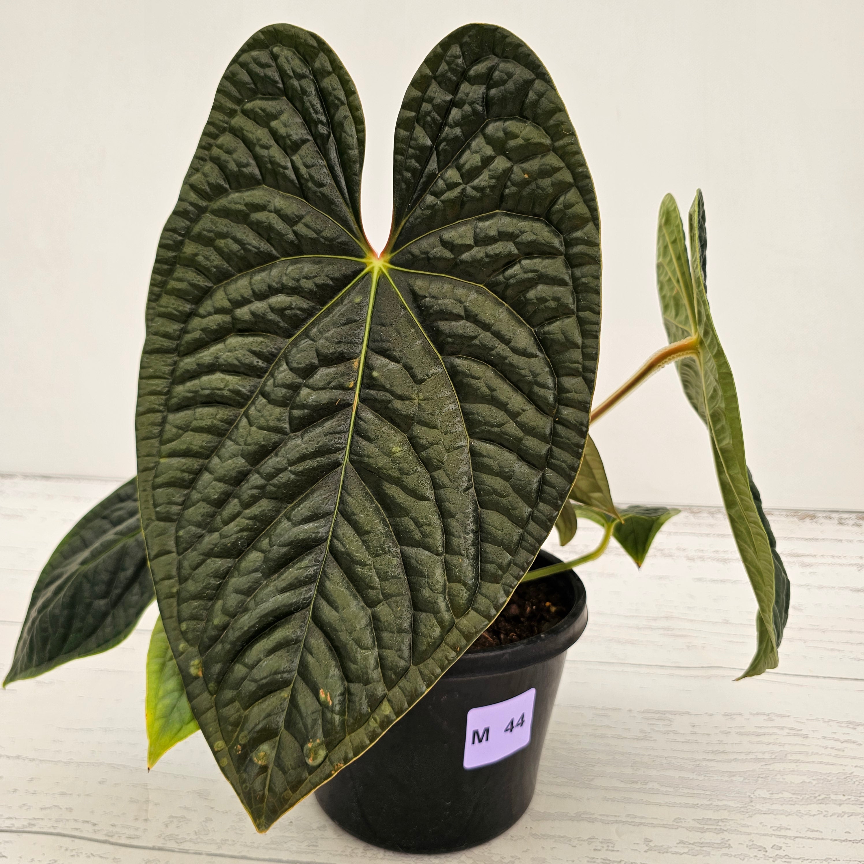 Anthurium Luxurians