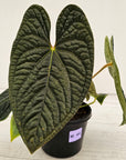Anthurium Luxurians