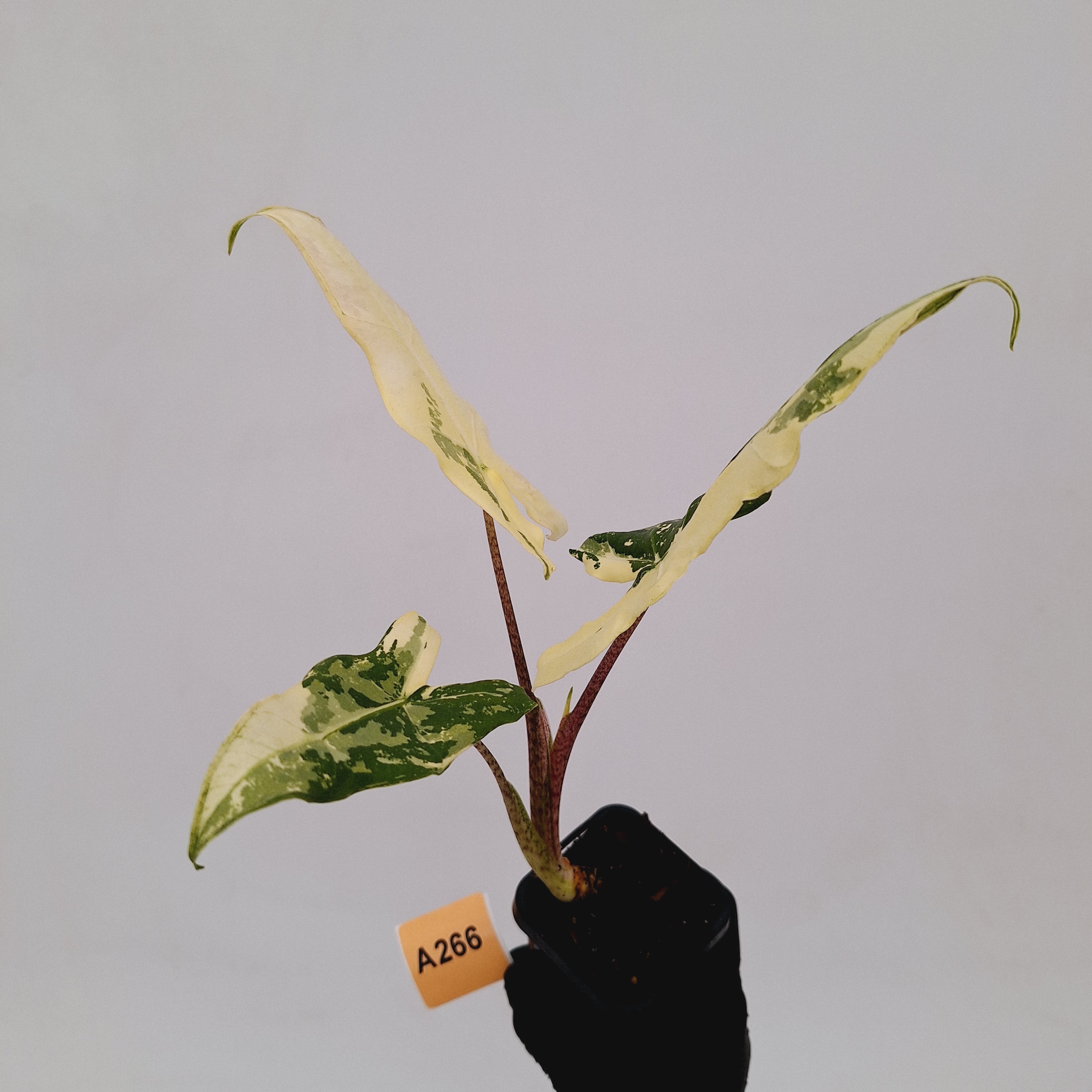 Alocasia sarian variegata