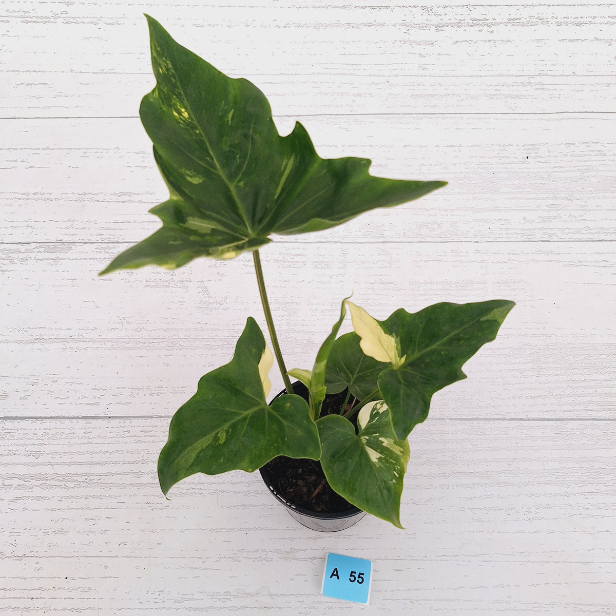 Philodendron 'Angela' variegated