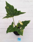 Philodendron 'Angela' variegated