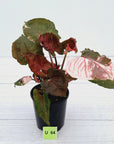 Syngonium podophyllum ' Strawberry Ice Galaxy'