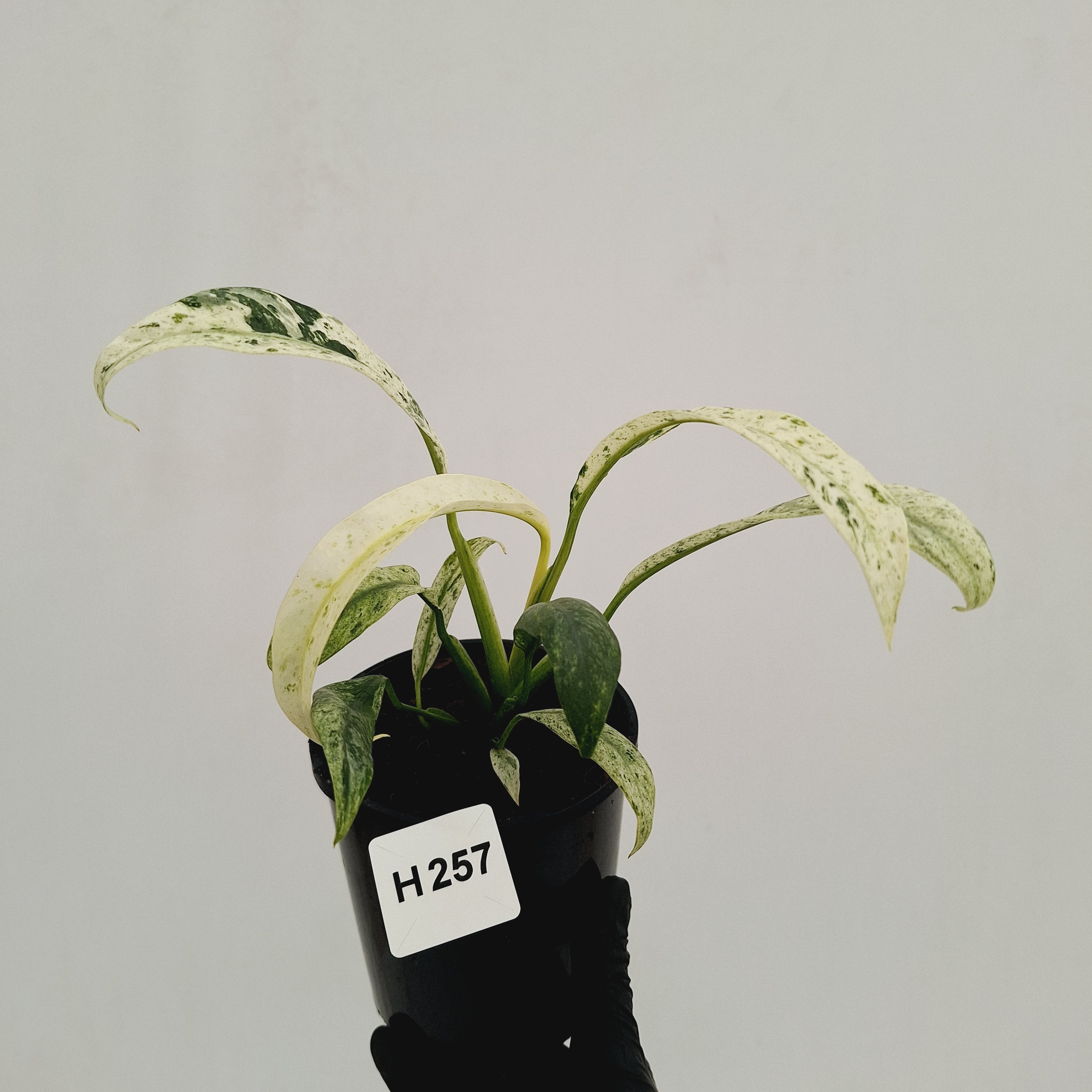 Epipremnum giganteum variegata