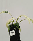 Epipremnum giganteum variegata