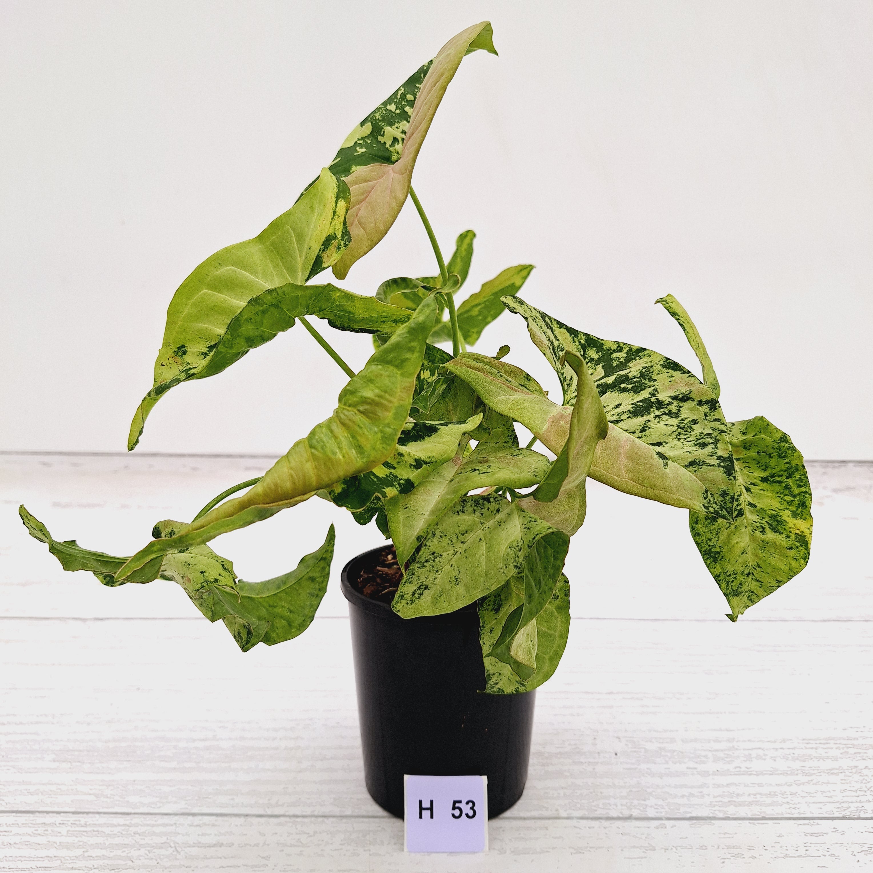 Syngonium podophyllum Confetti Tricolour