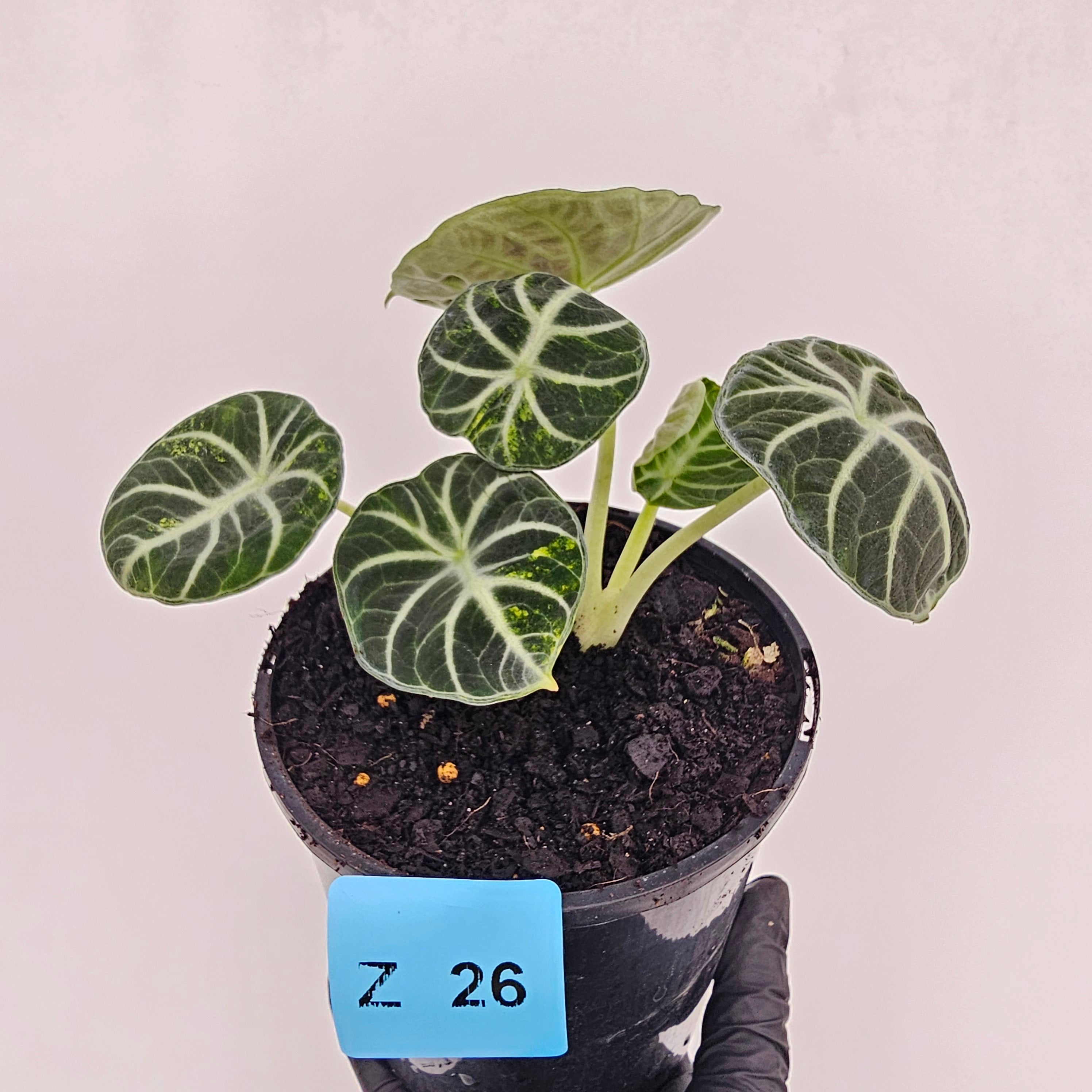 Alocasia reginula 'Ninja Variegata'