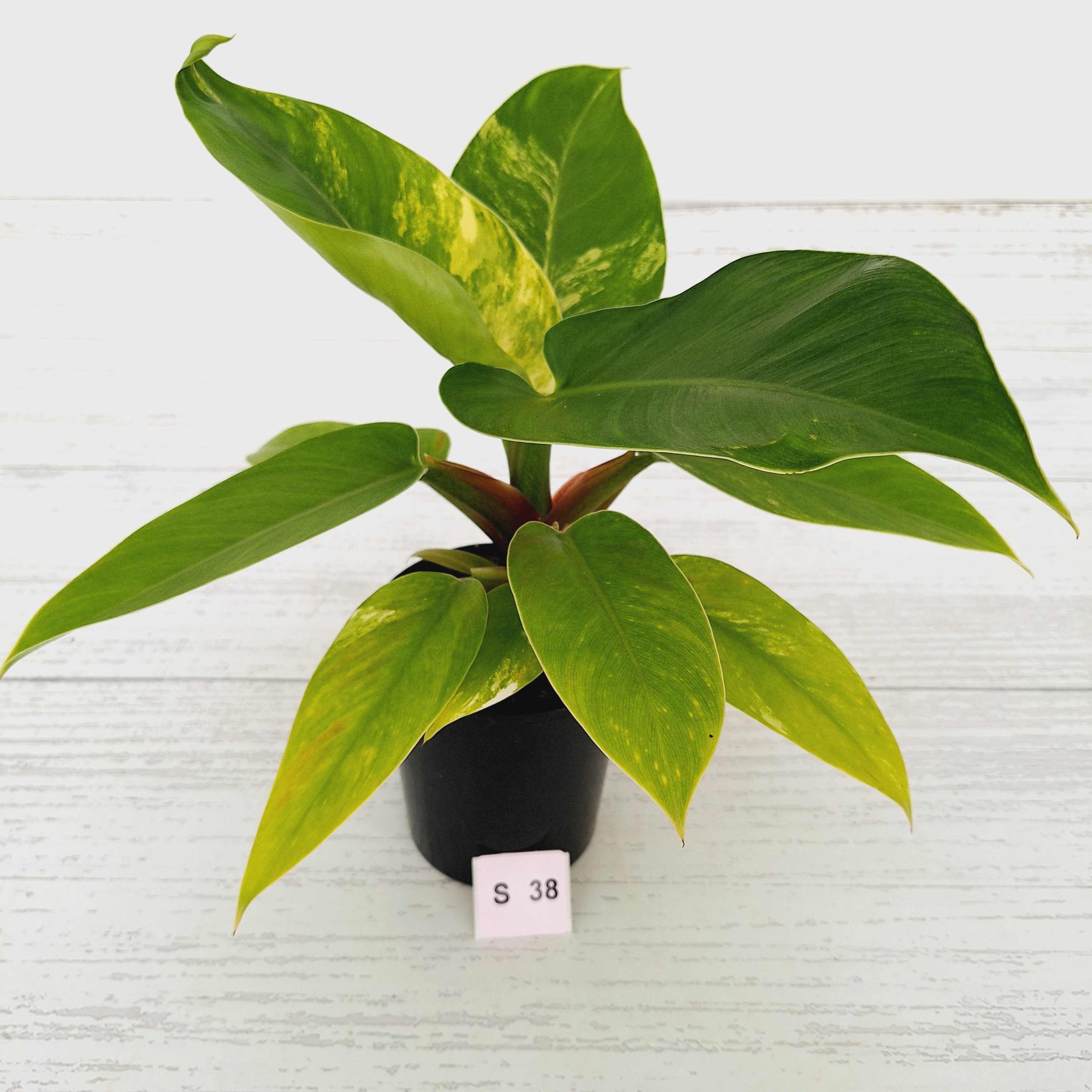 Philodendron imperial green variegata