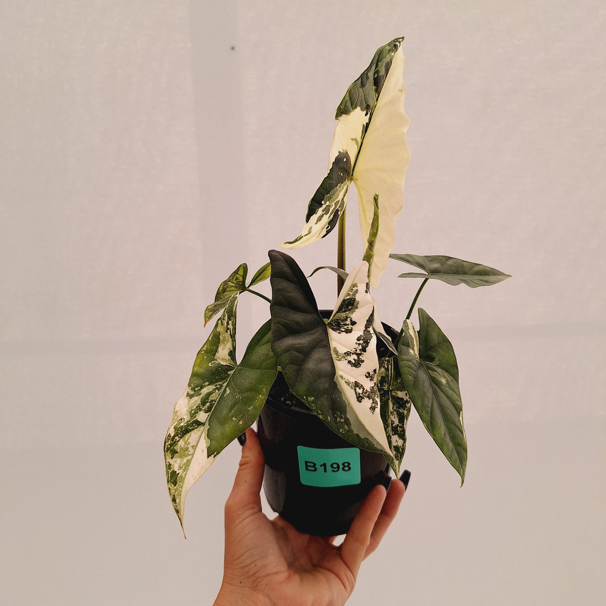 Alocasia ‘Simpo Albo’ Variegata - SALE
