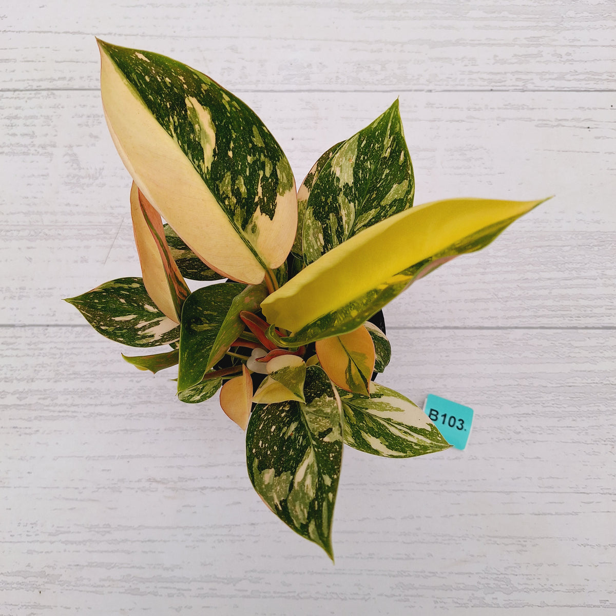 Philodendron Green Congo Variegata (Nuclear)