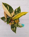 Philodendron Green Congo Variegata (Nuclear)