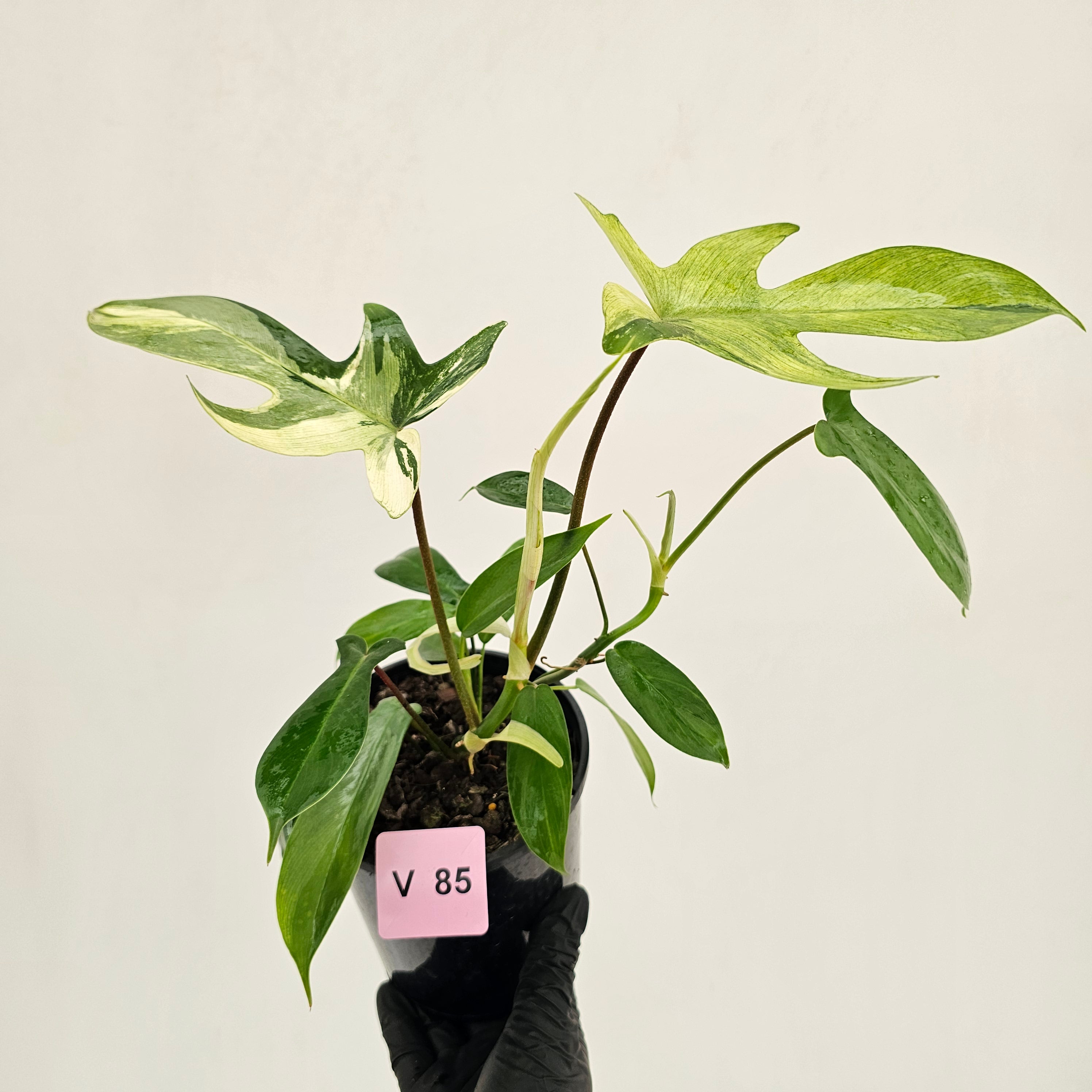 Philodendron pedatum 'Florida Beauty'