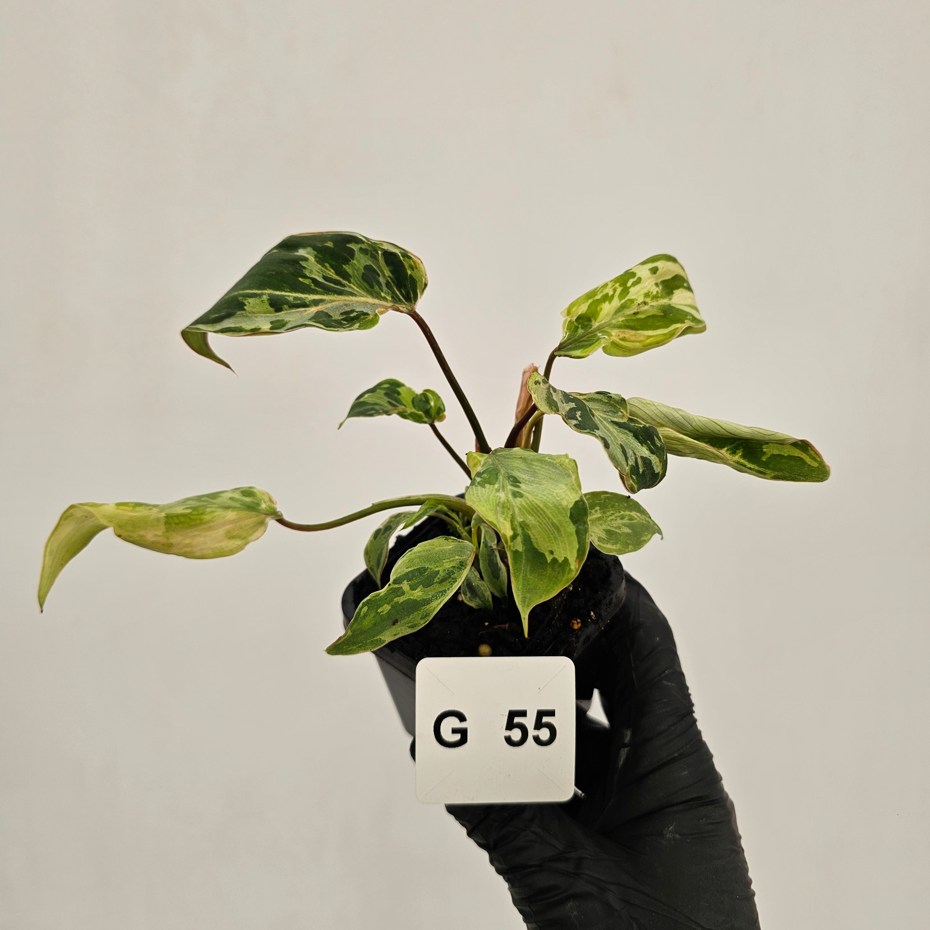 Philodendron gloriosum 'Snow Leopard'