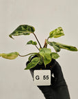 Philodendron gloriosum 'Snow Leopard'
