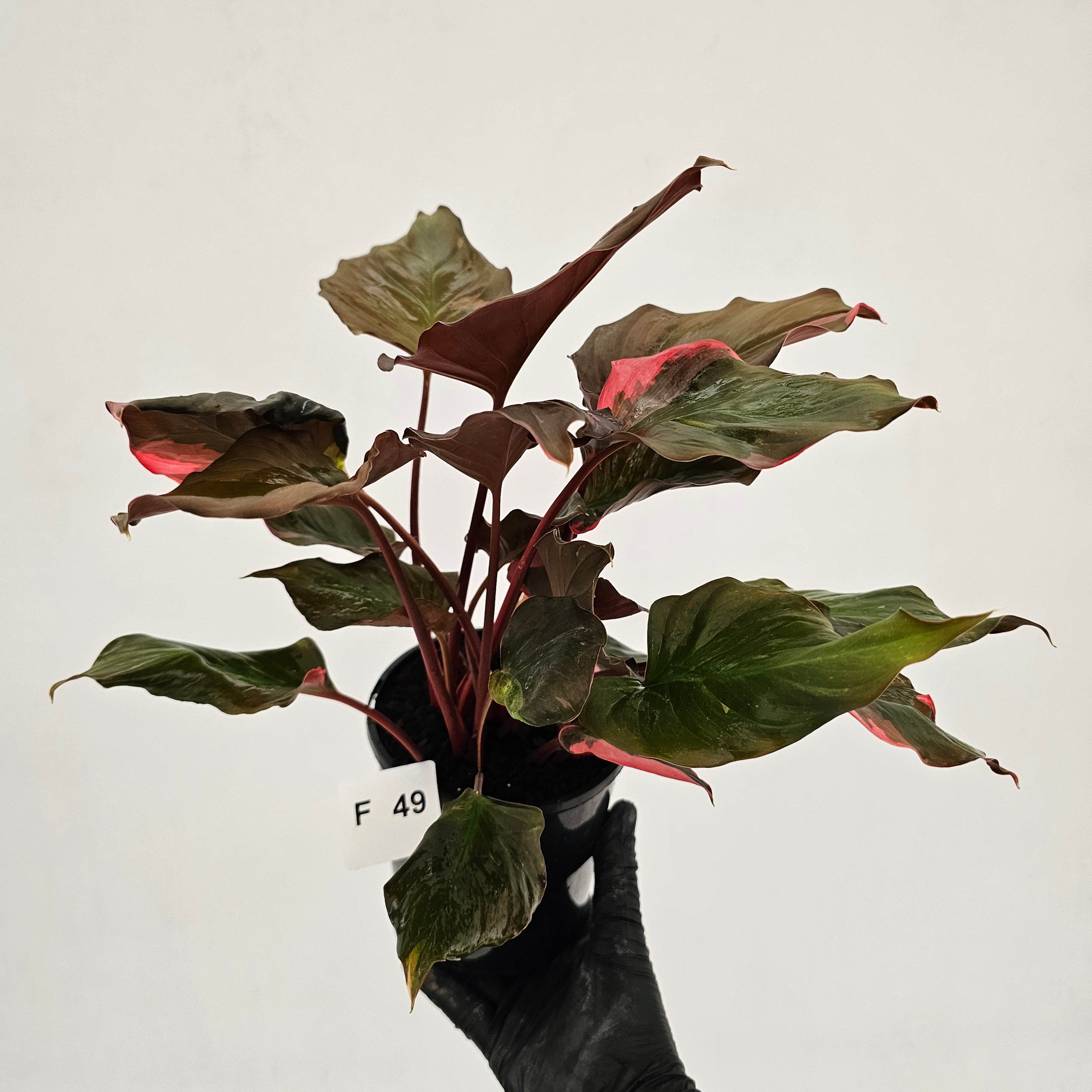 Homalomena rubescens Flaming Red Variegata