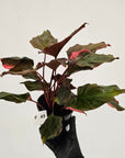 Homalomena rubescens Flaming Red Variegata