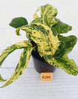 Amydrium medium Variegata