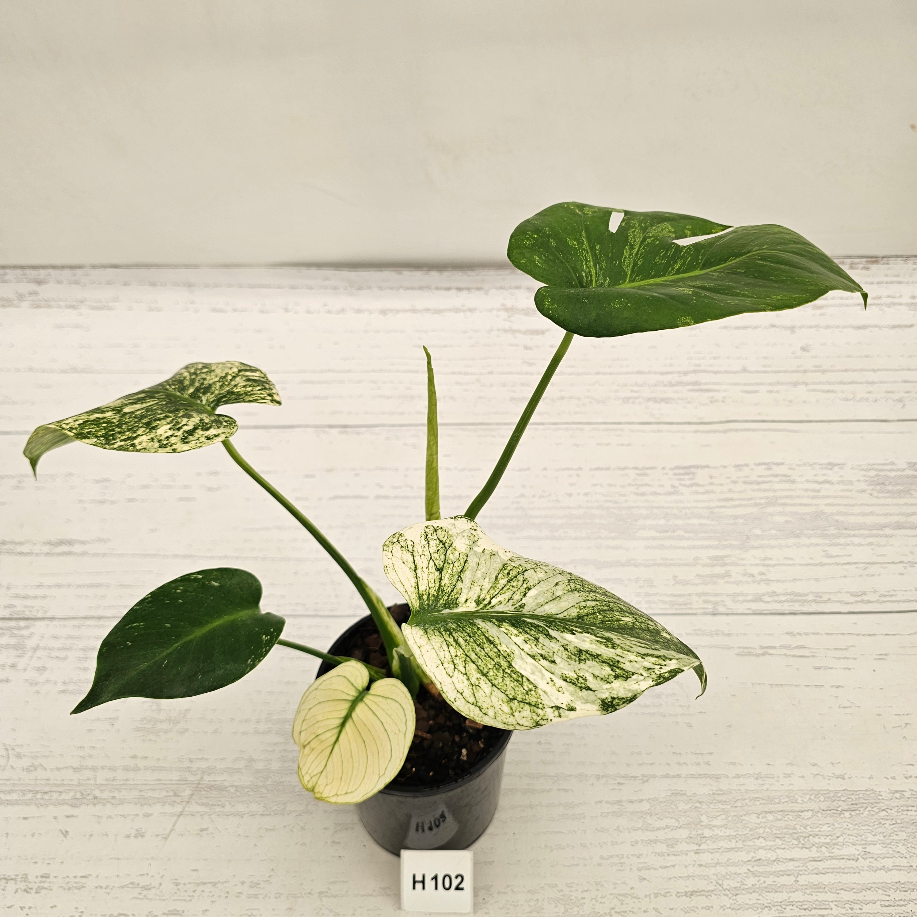 Monstera Deliciosa 'Mint'
