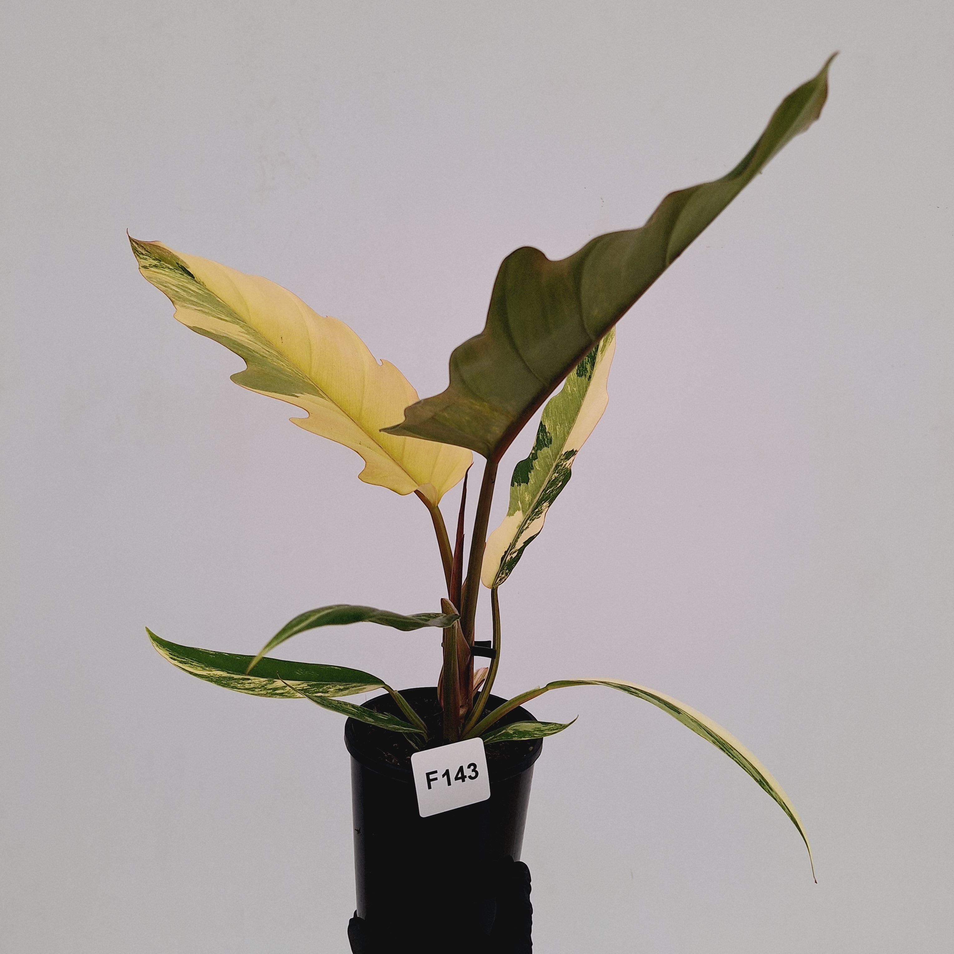 Philodendron serratum Caramel Marble