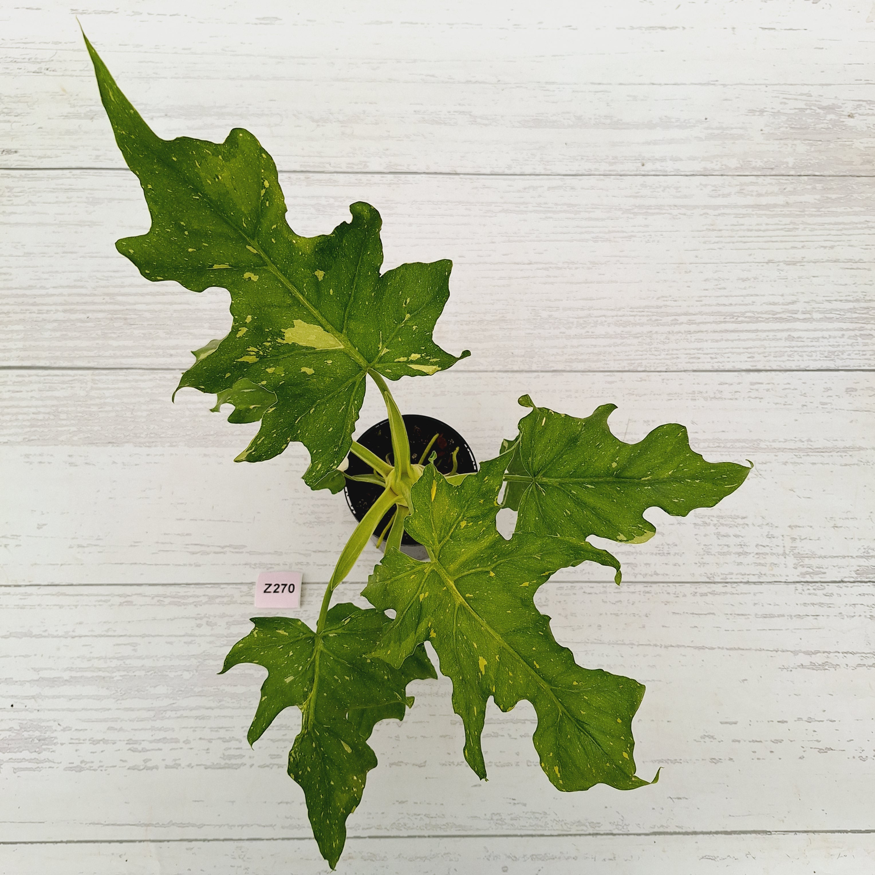 Philodendron warscewiczii Gold Variegata