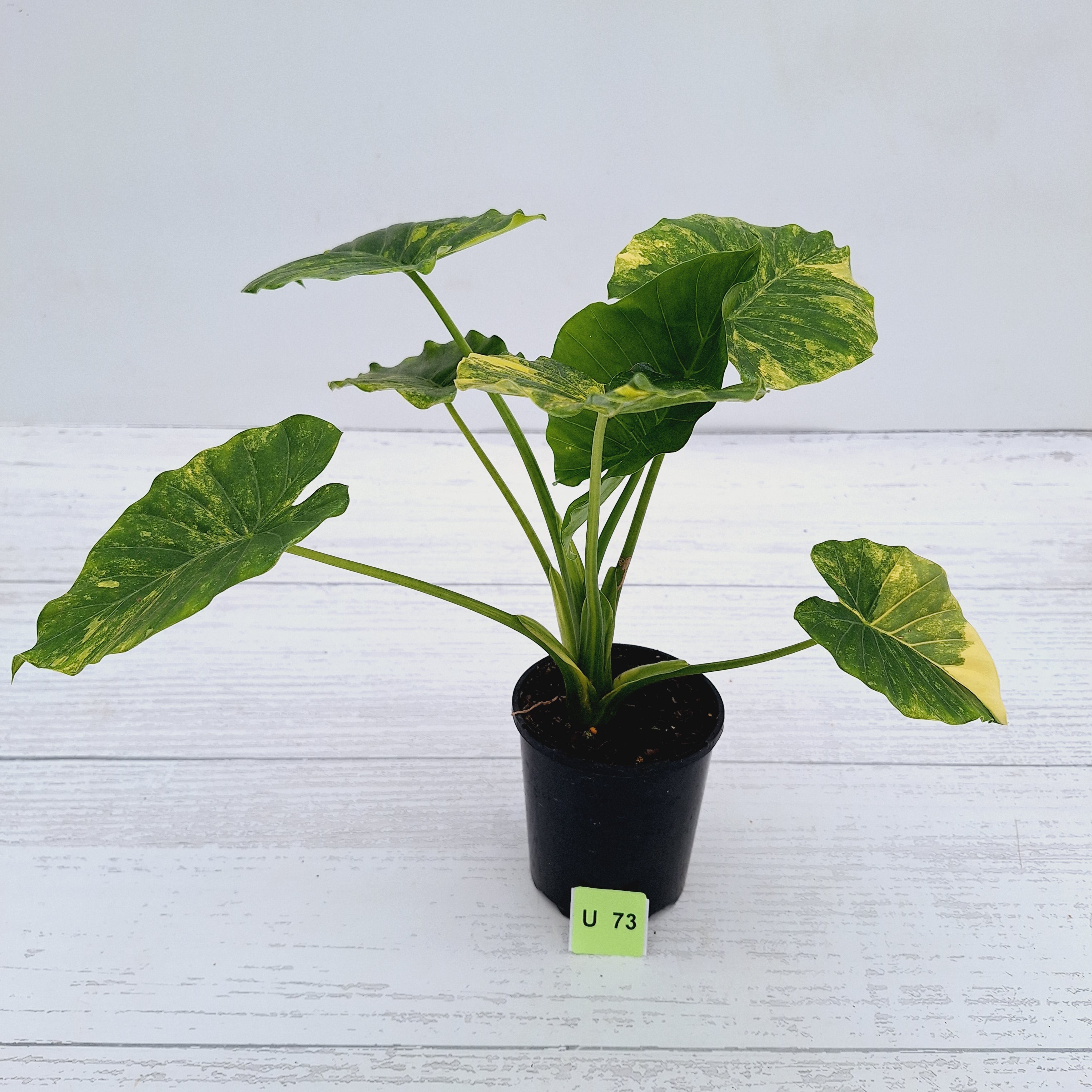 Alocasia Odora &#39;California Aurea Variegata&#39;