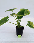 Alocasia Odora 'California Aurea Variegata'