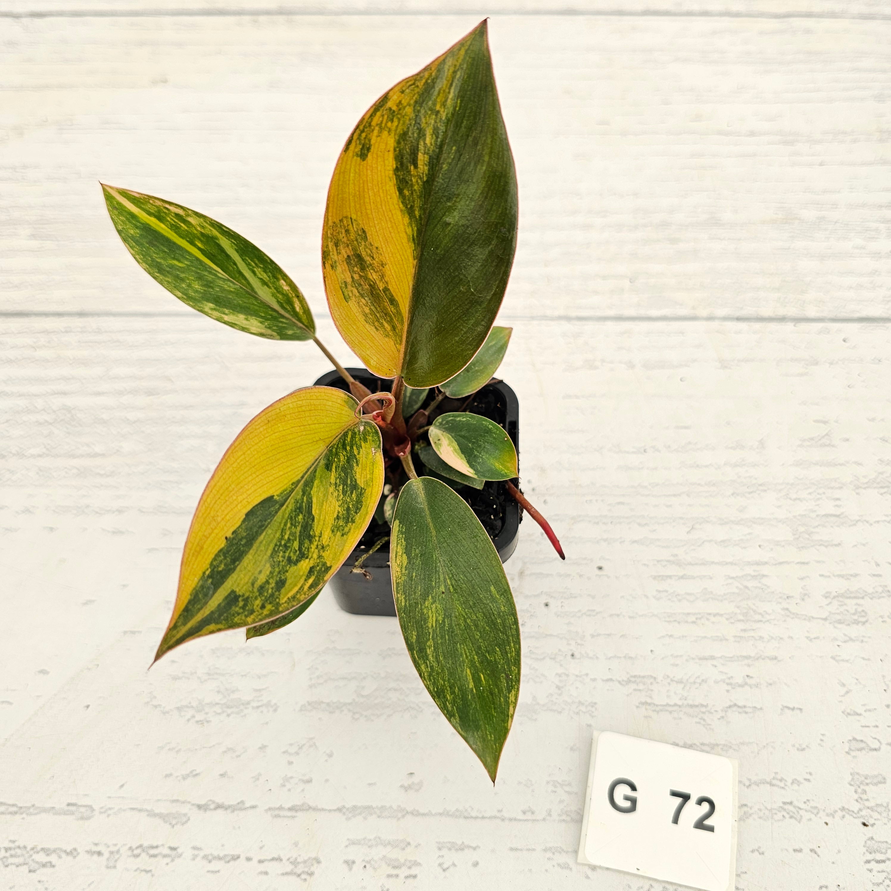 Philodendron 'Rojo Congo Variegated' - SALE