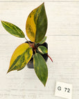 Philodendron 'Rojo Congo Variegated' - SALE