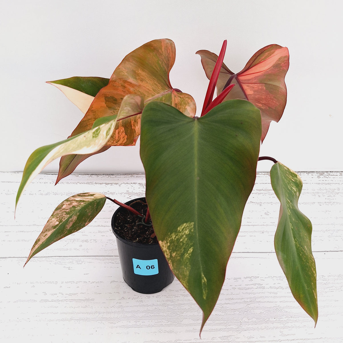 Philodendron erubescens Strawberry Shake - SALE