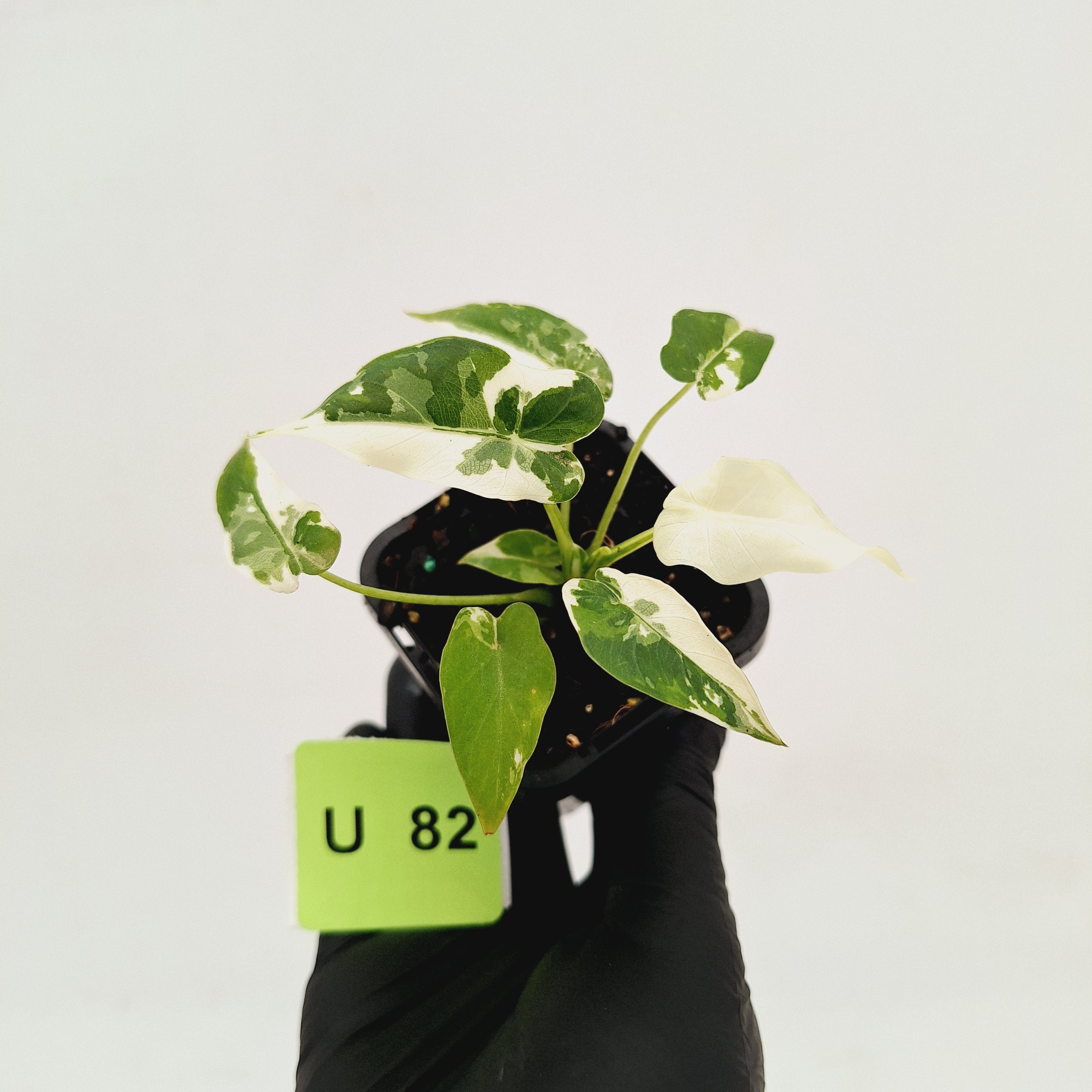 Alocasia Okinawa Silver