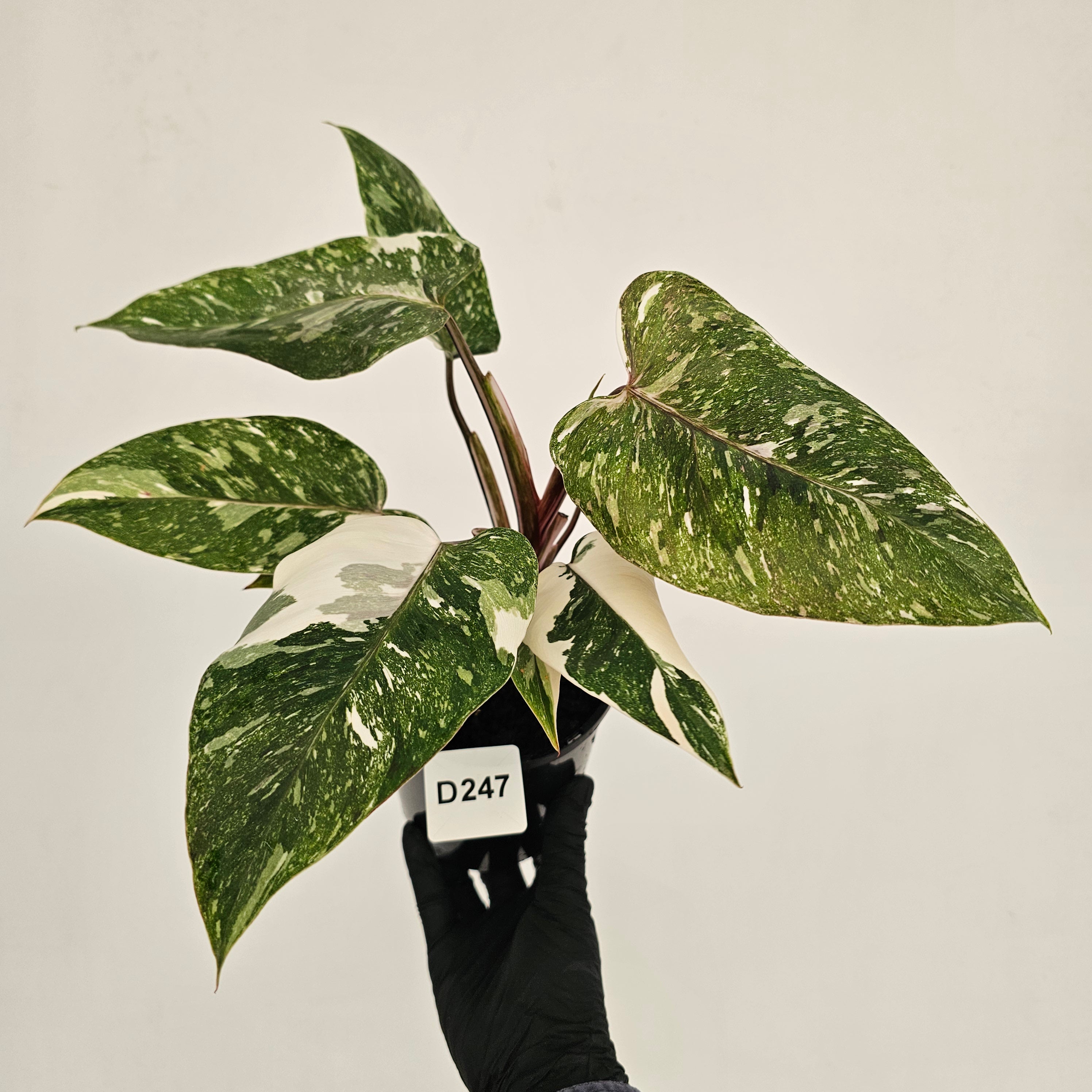 Philodendron 'Pink Princess Galaxy Marble' Sport