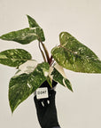 Philodendron 'Pink Princess Galaxy Marble' Sport