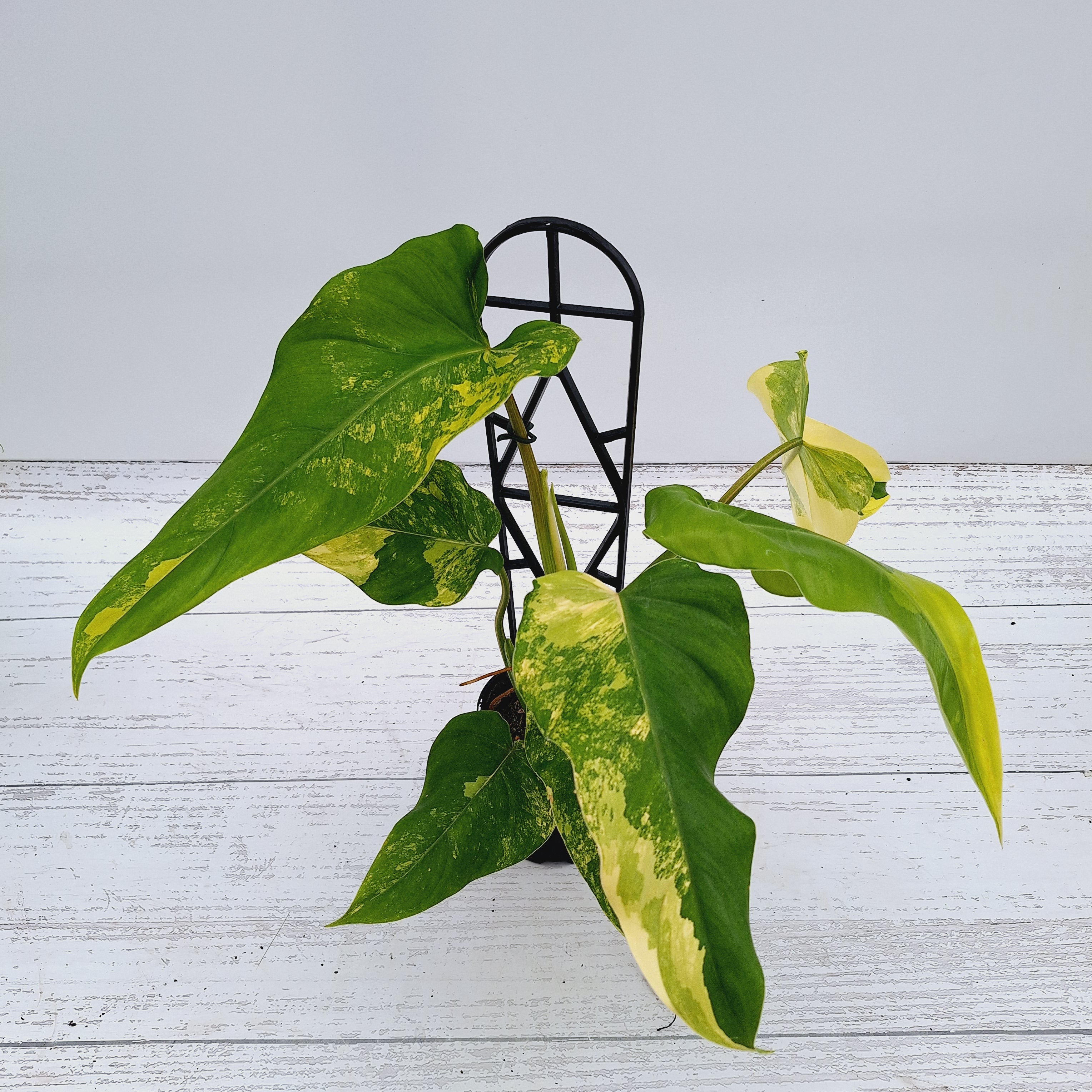 Philodendron domesticum variegata