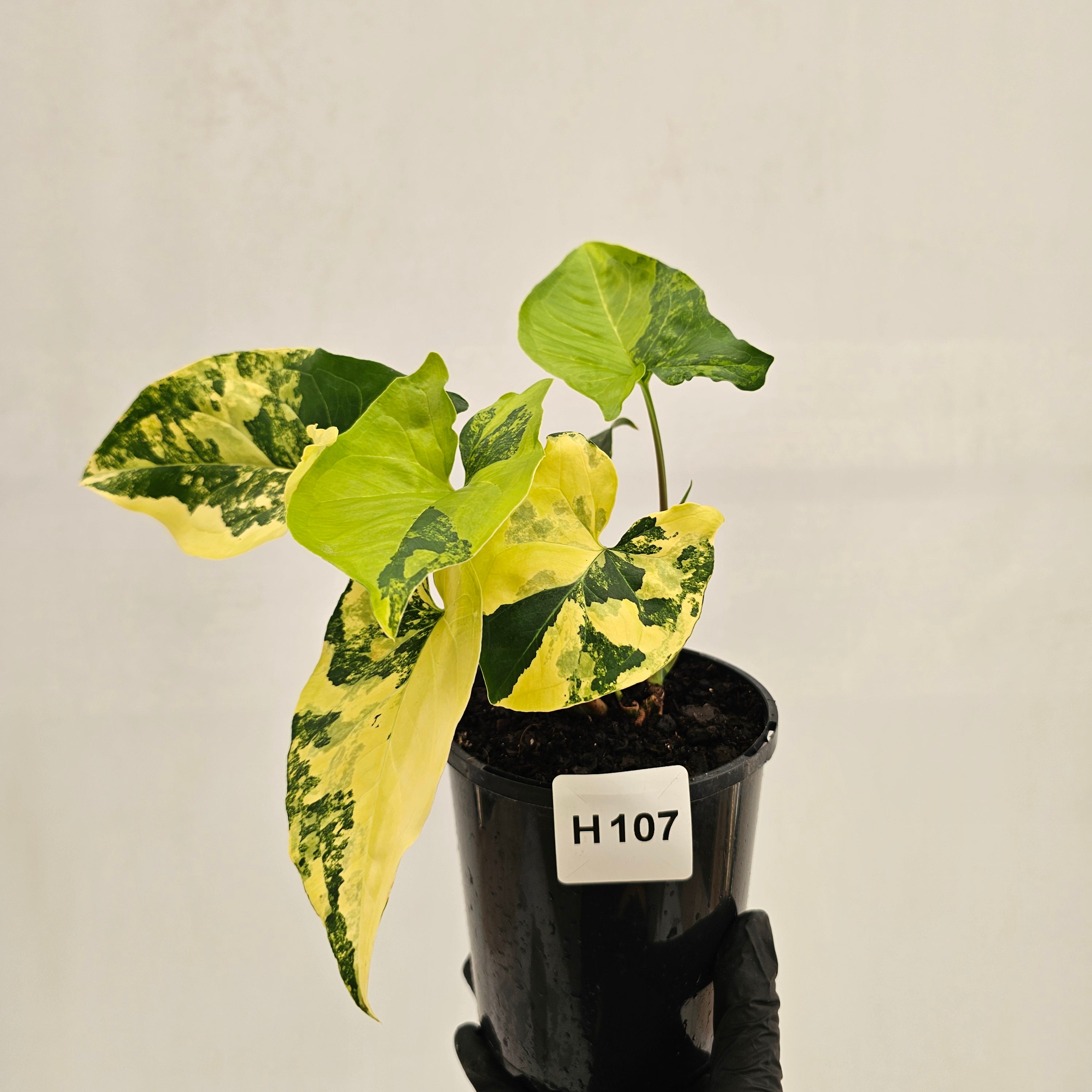 Syngonium podophyllum 'Gold'