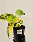 Syngonium podophyllum 'Gold'