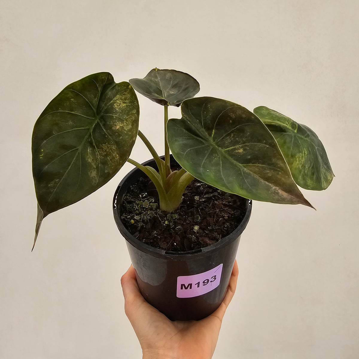 Alocasia ‘wentii’ Variegated - Sale