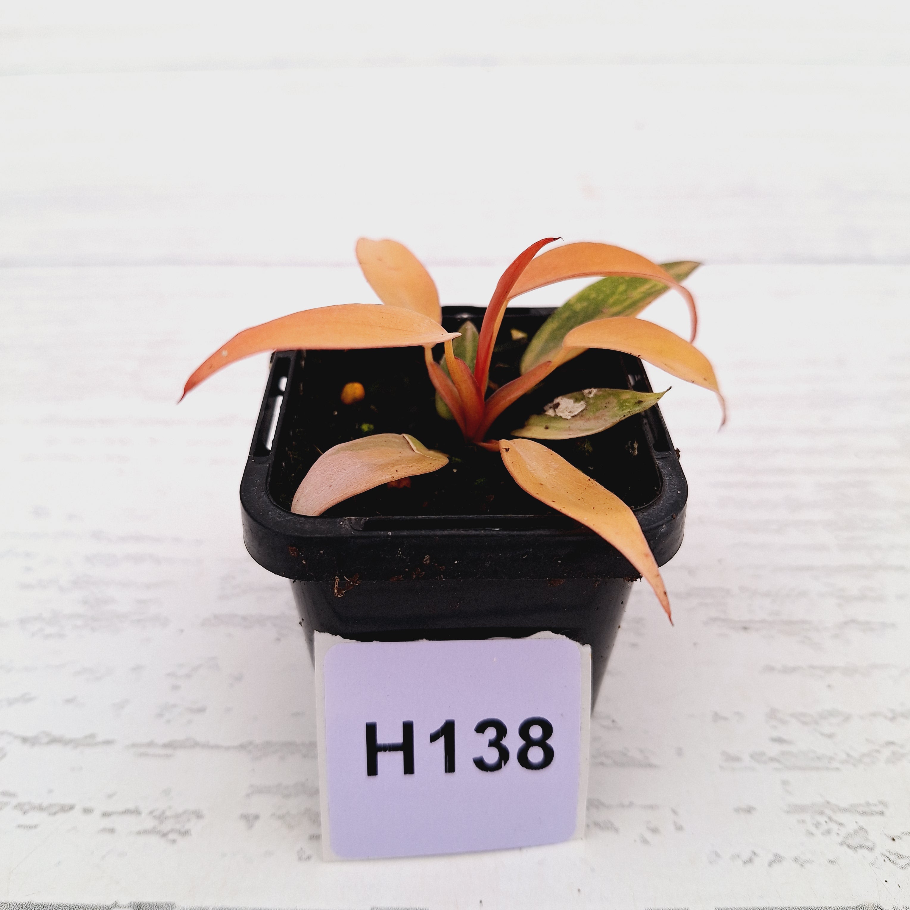 Philodendron &#39;Orange Princess&#39;