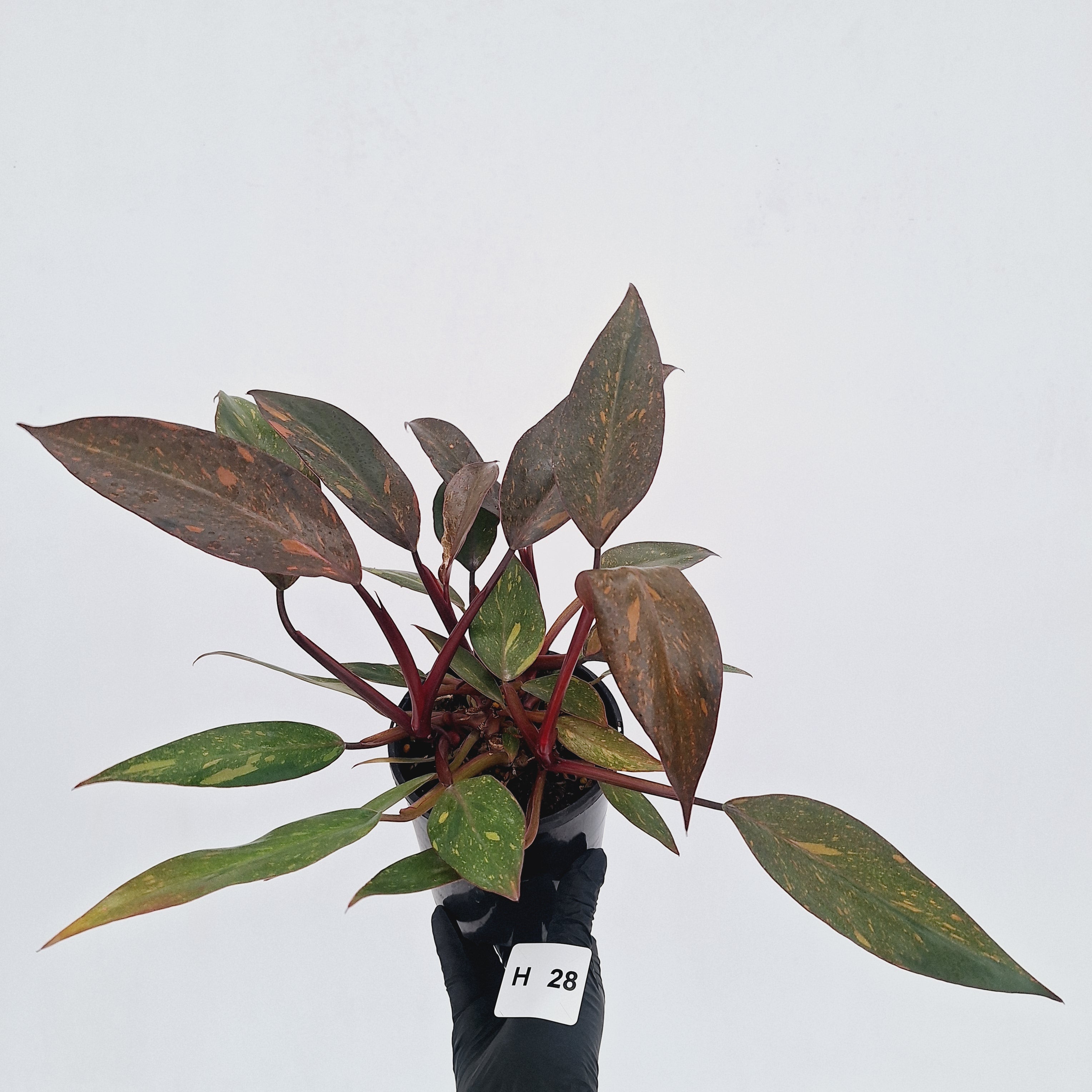 Philodendron 'Orange Princess' - FLASH SALE