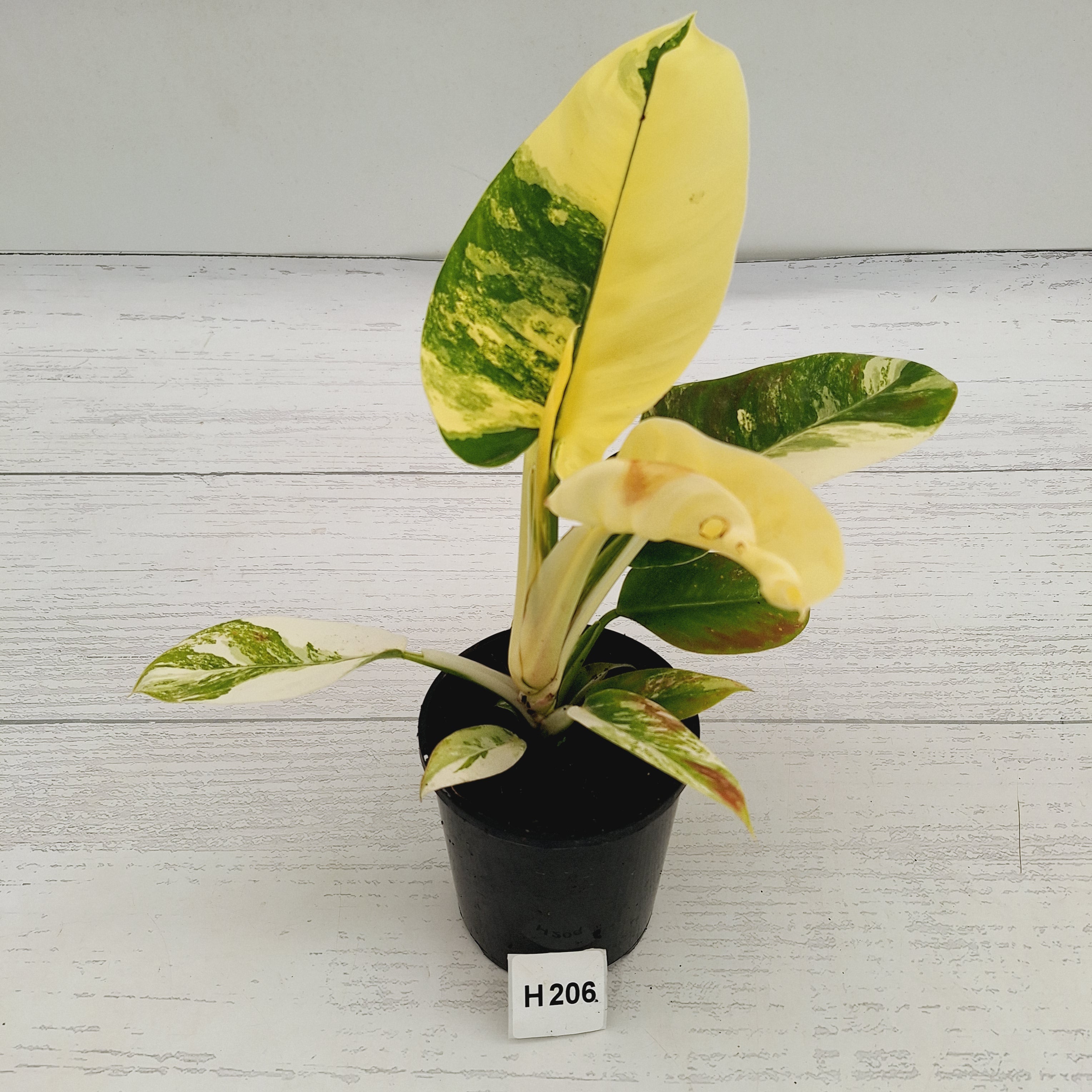 Philodendron imperial green variegata - SALE