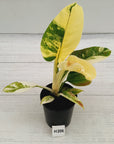 Philodendron imperial green variegata - SALE