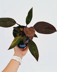 Philodendron 'Orange Princess'