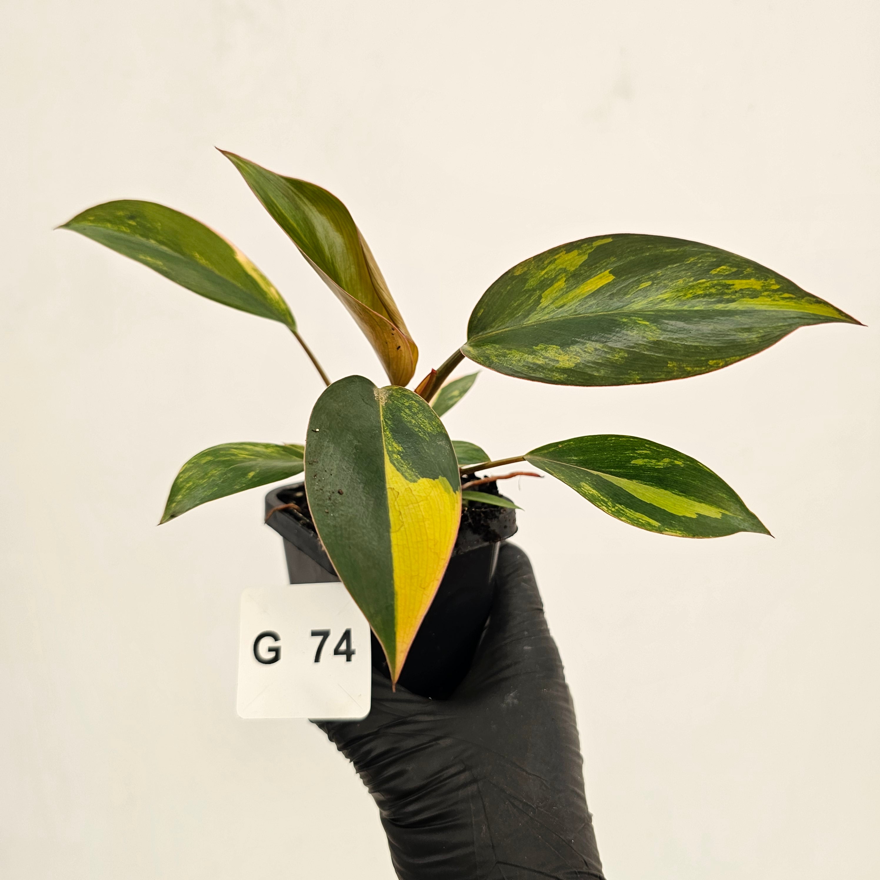 Philodendron 'Rojo Congo Variegated' - SALE