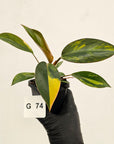 Philodendron 'Rojo Congo Variegated' - SALE