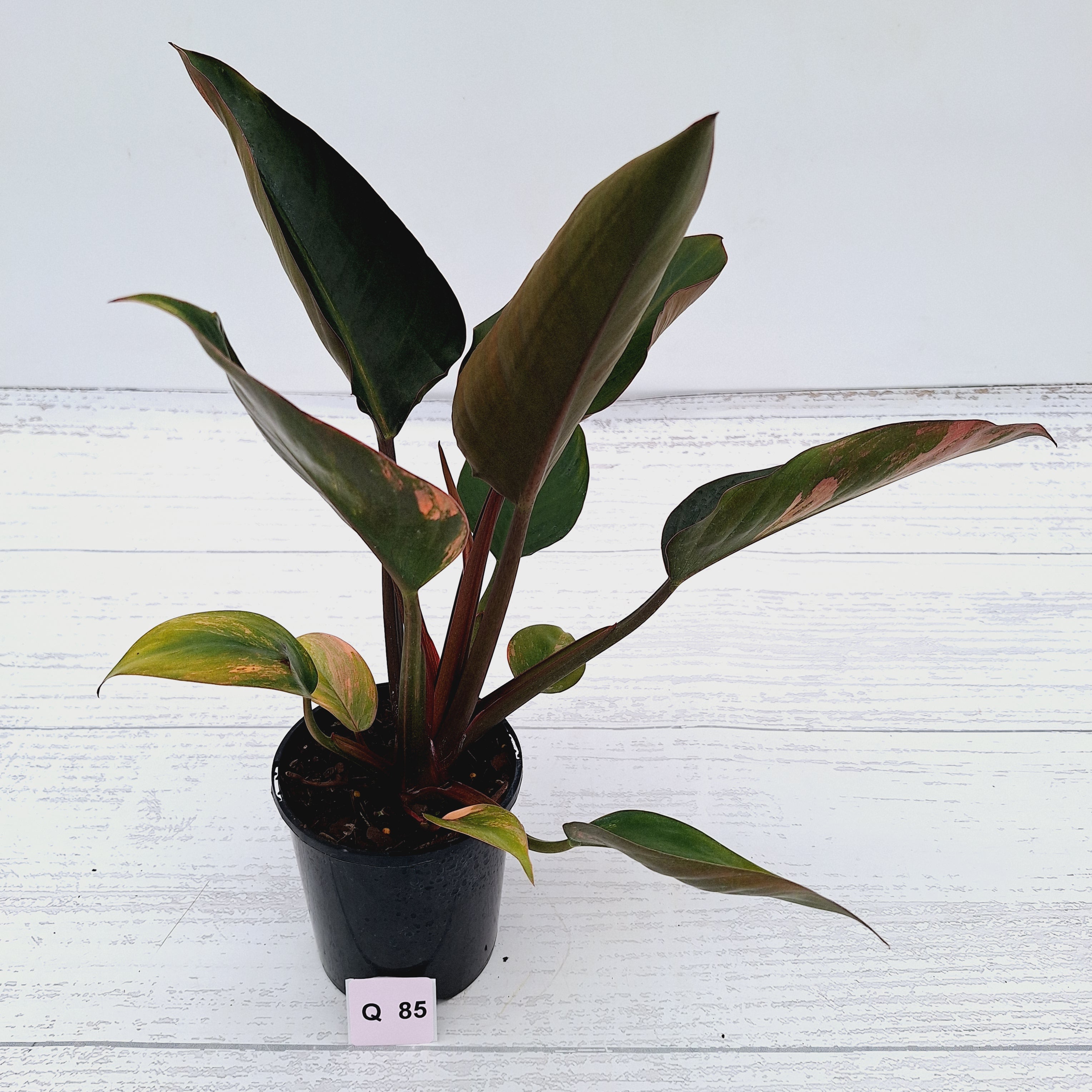 Philodendron &#39;Rojo Congo Variegated&#39;
