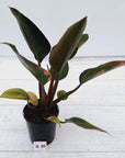Philodendron 'Rojo Congo Variegated'
