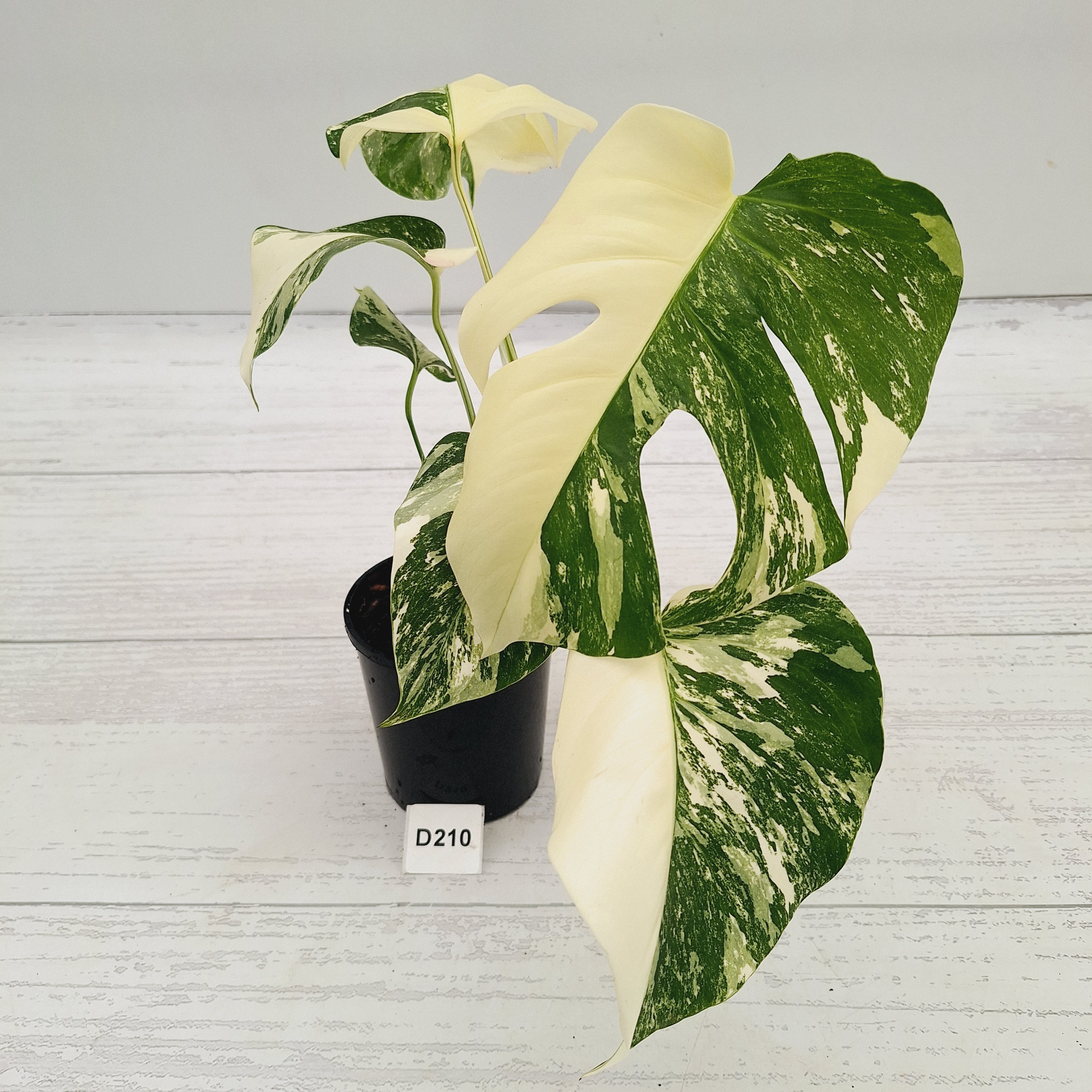 Monstera borsigiana 'Albo'
